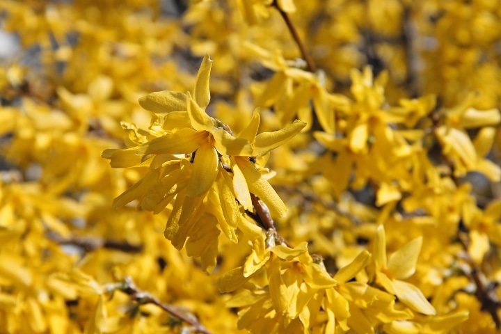 arnold dwarf forsythia