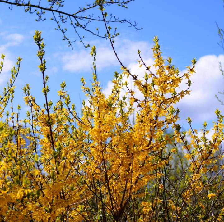 beautiful forsythia