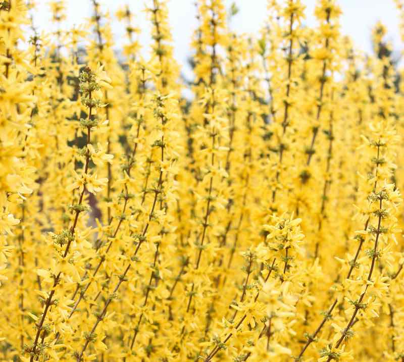 beautiful yellow flowering shrub