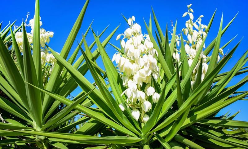 benefits of yucca flower plants