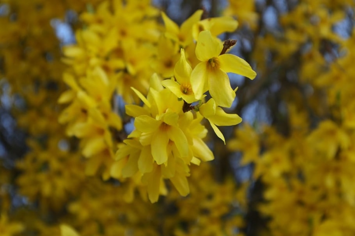 blooming forsythia in spring