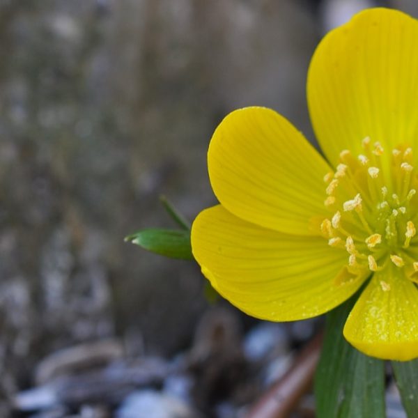 blooming yellow potentilla