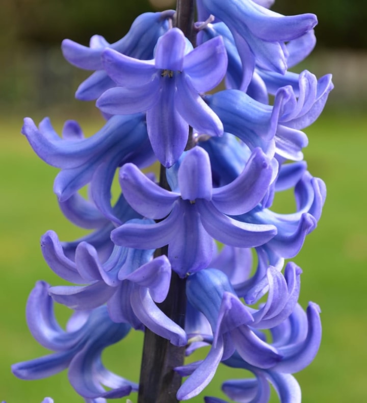 blue festival hyacinth