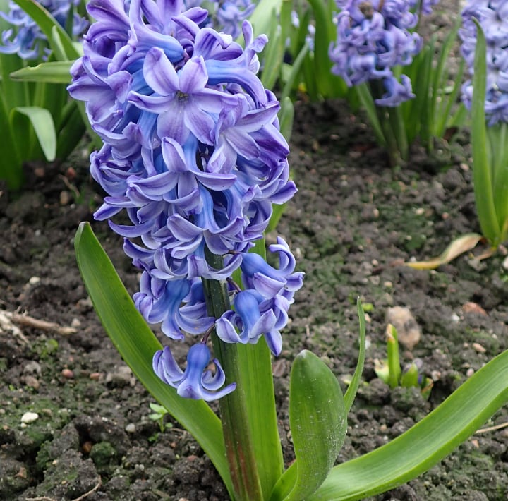 blue jacket hyacinth