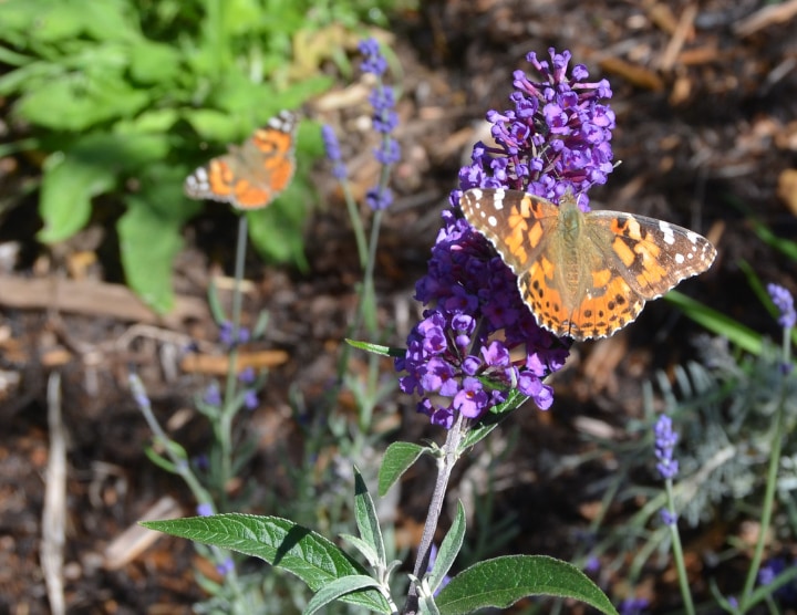 butterflies in the garden