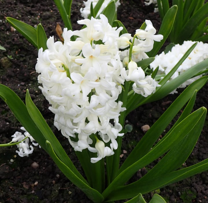 carnegie hyacinth