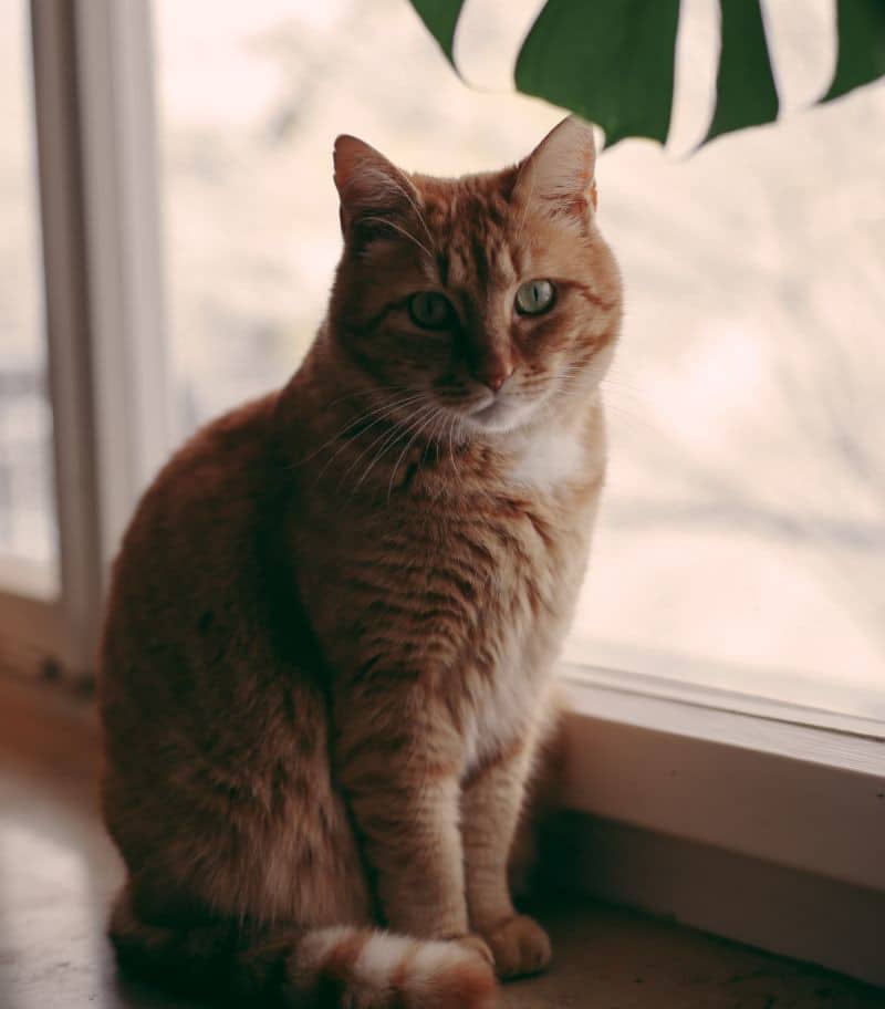 cat monstera plant