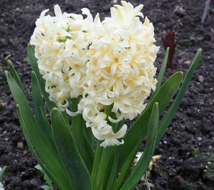 city of harlem hyacinth