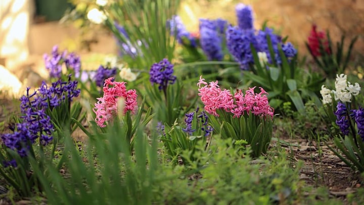 colorful hyacinth flowers