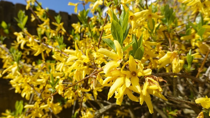 courtacour goldilocks forsythia