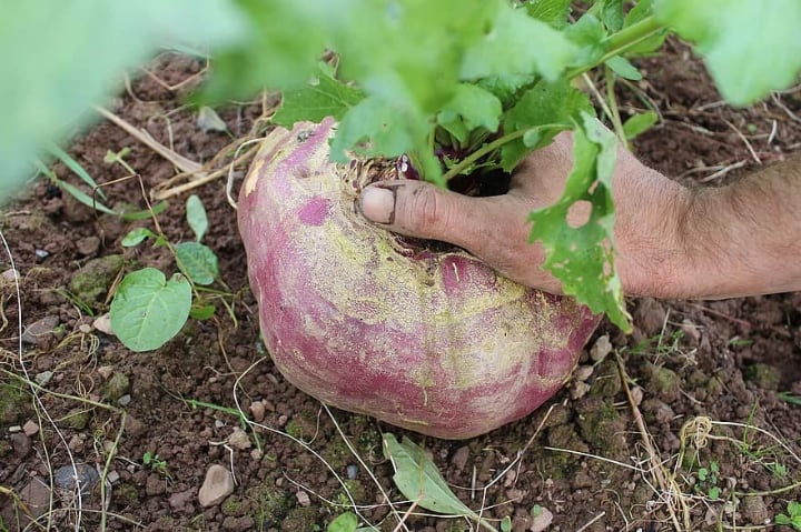 dirty hands while harvesting turnip