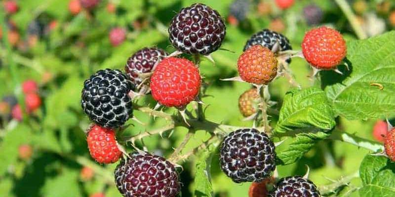 edible plants vertical rasberry