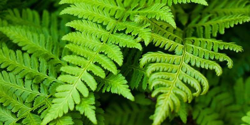 ferns vertical garden beds