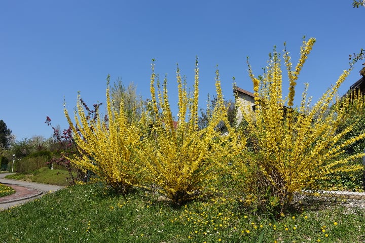 yellow forsythia flowers