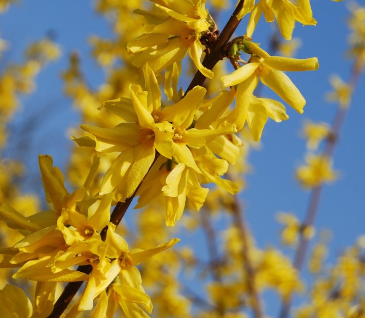 forsythia in full sun all day