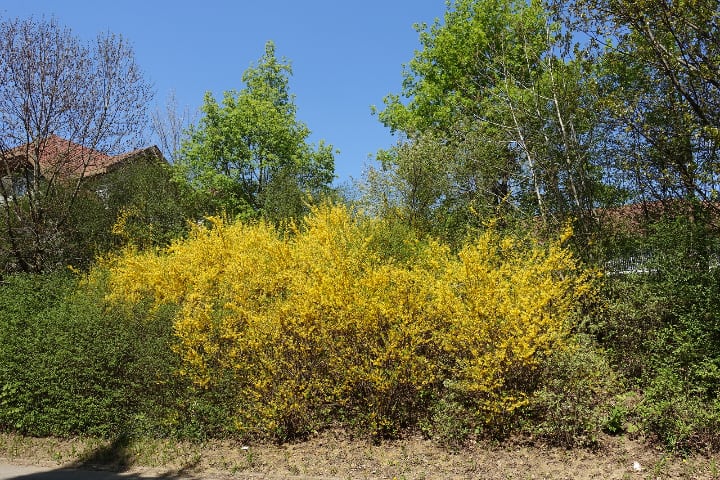 forsythia that needs pruning