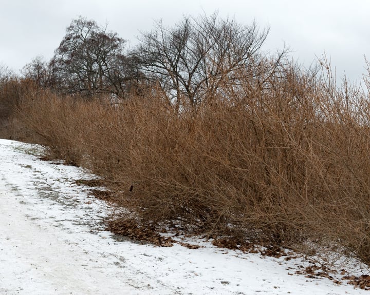 forsythia thicket