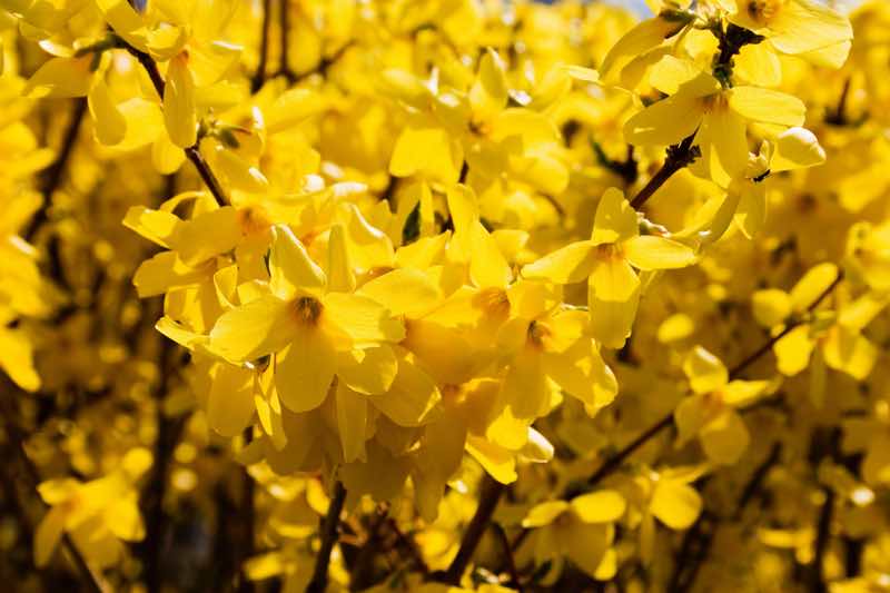 forsythia yellow flowering shrub