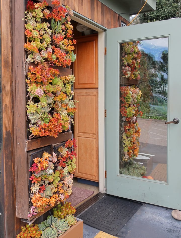 front door succulent vertical garden