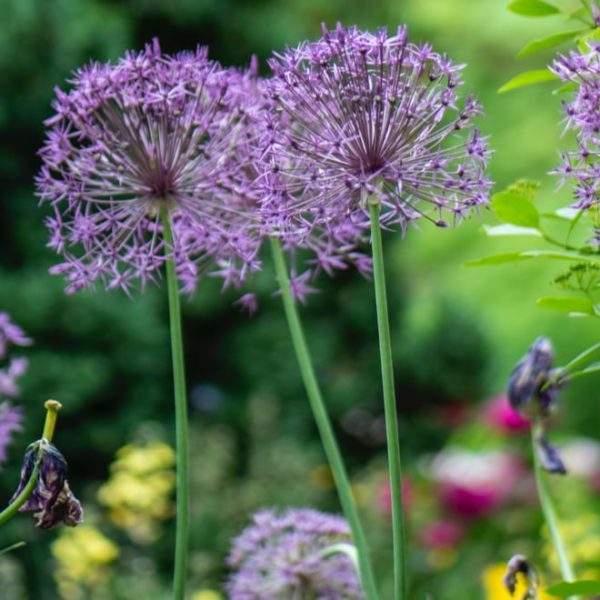 garden filled with beautiful and colorful flowers