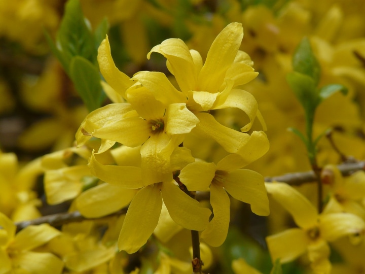 golden bells border forsythia