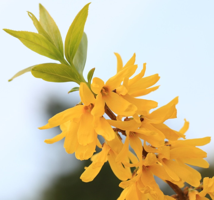 green stem forsythia viridissima