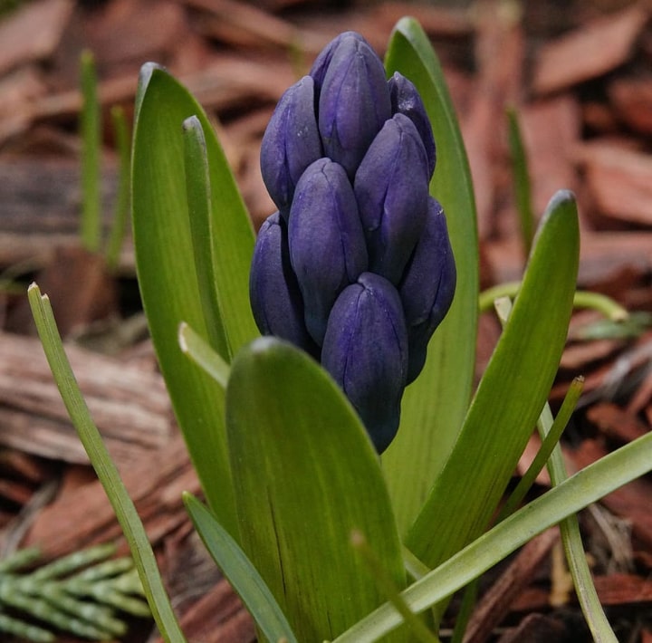 growing hyacinth from seed