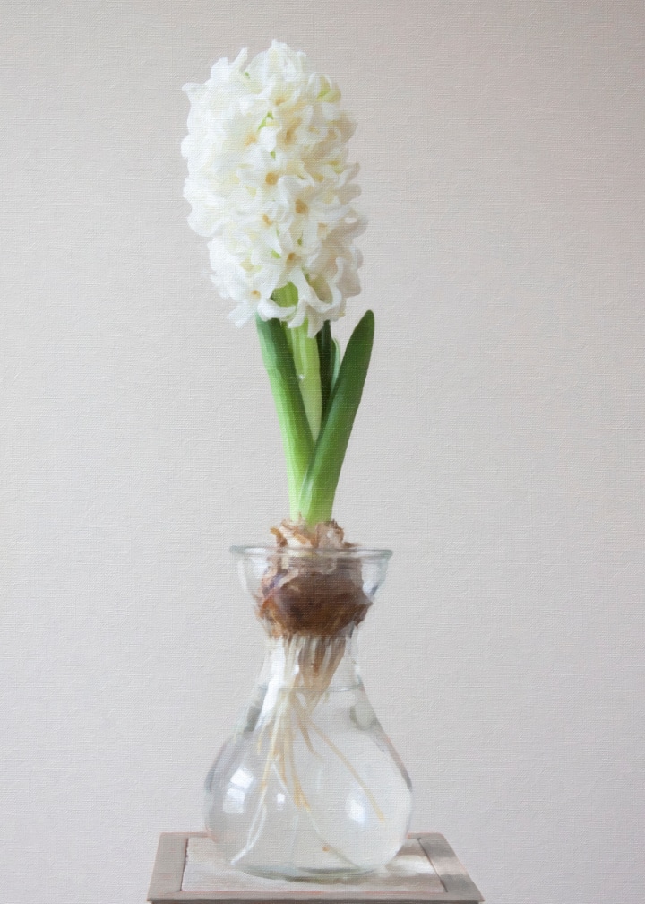 growing hyacinth in a vase