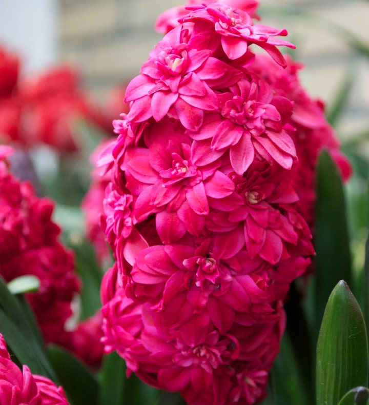 hollyhock hyacinths