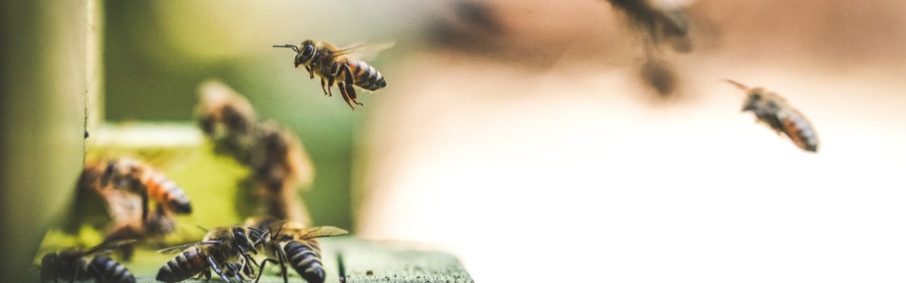 honey bees at a bee farm