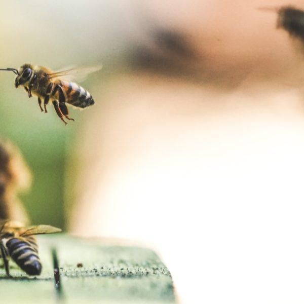 honey bees at a bee farm