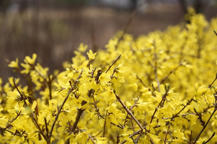 how to grow forsythia outdoors