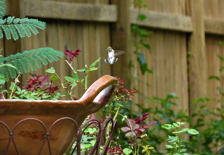 hummingbird in a garden