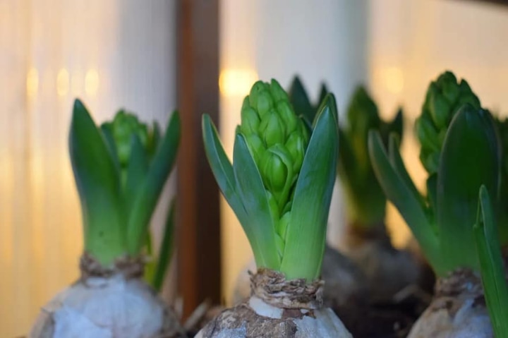 hyacinth bulbs