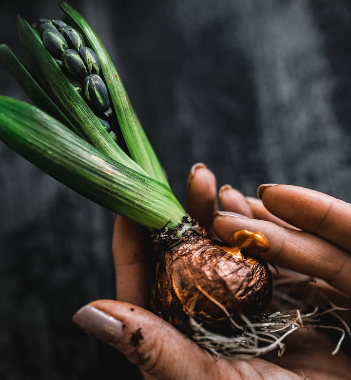 hyacinth care