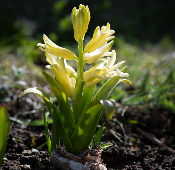 hyacinth flower sun requirement