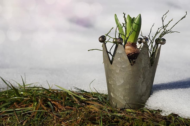 hyacinth in winter