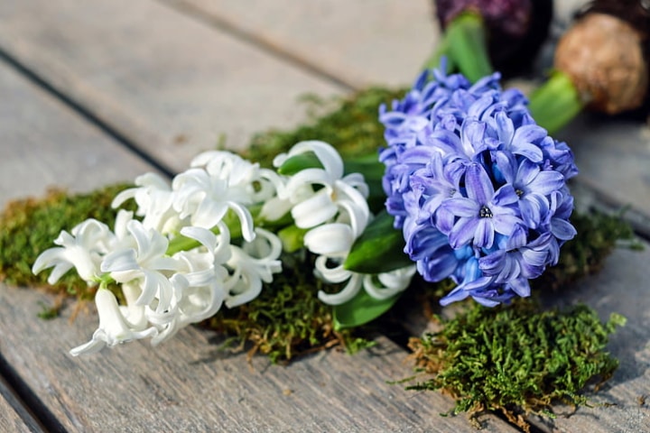 hyacinth potting