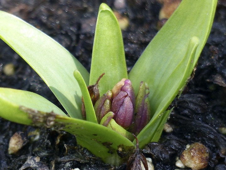 hyacinth spring flower