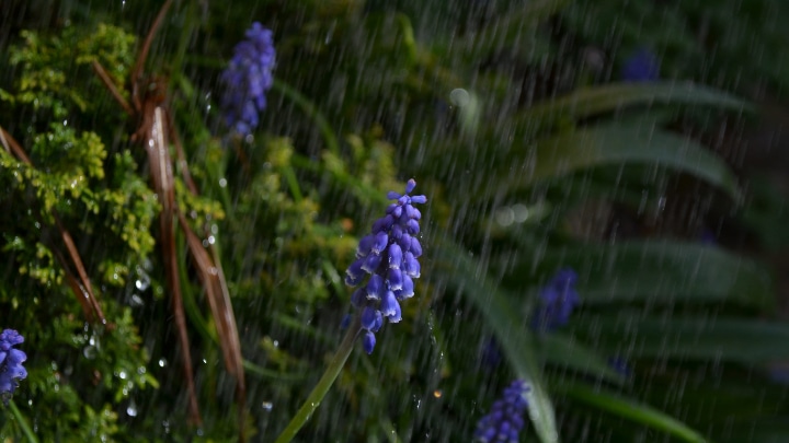 hyacinth water requirement