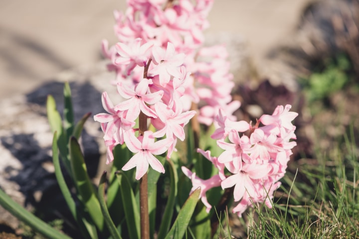 lady derby hyacinth