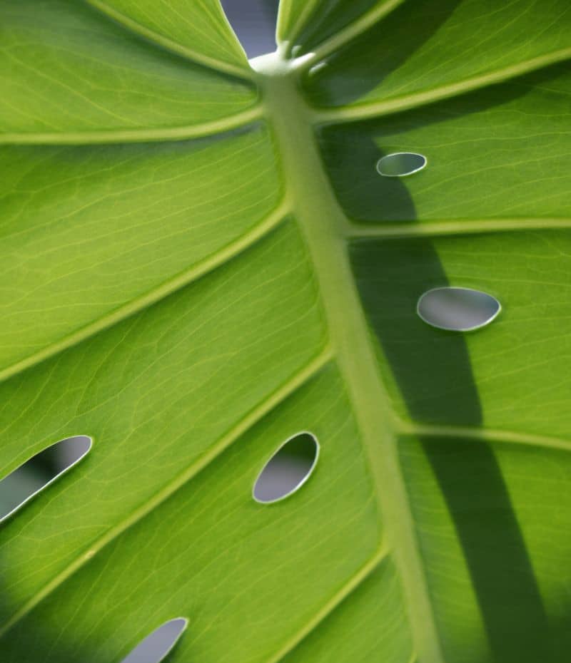 light monstera plant