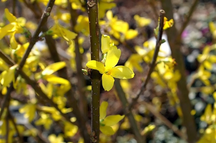 lynwood gold forsythia