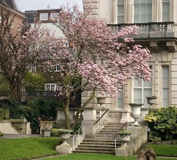 magnolia tree landscpaing idea