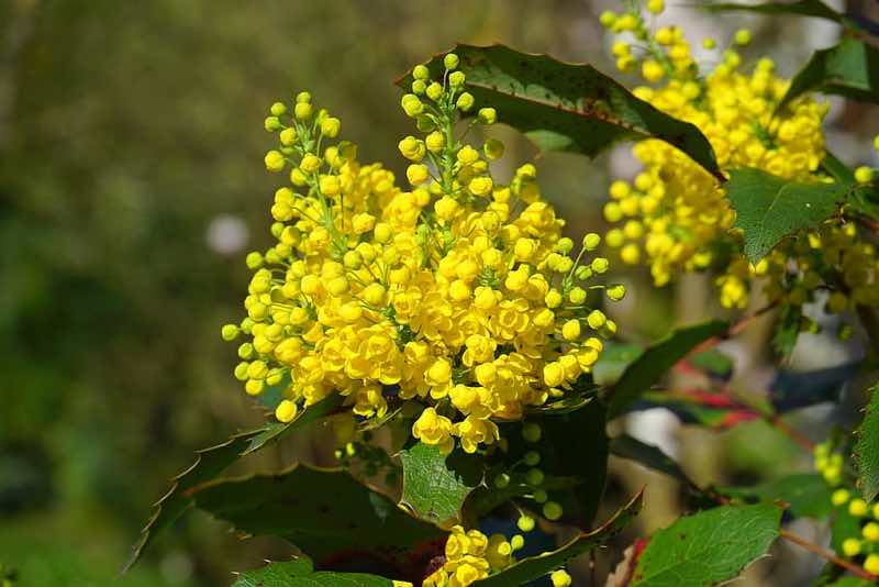 mahonia yellow flowering shrub