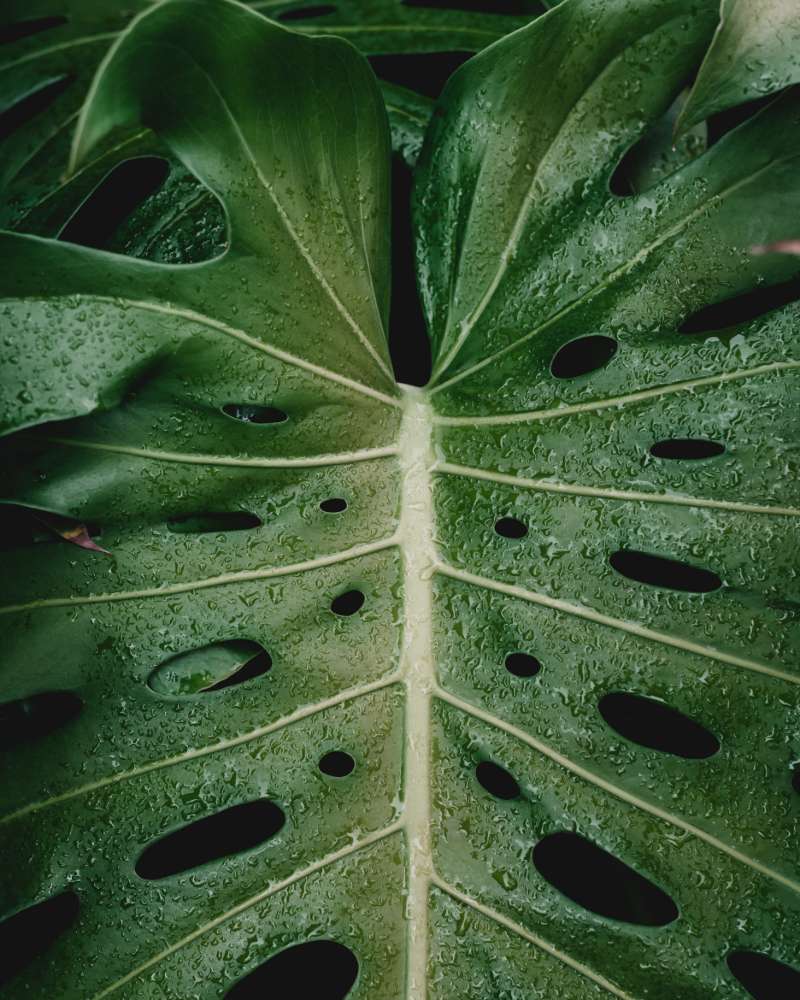 monstera bosigiana plant