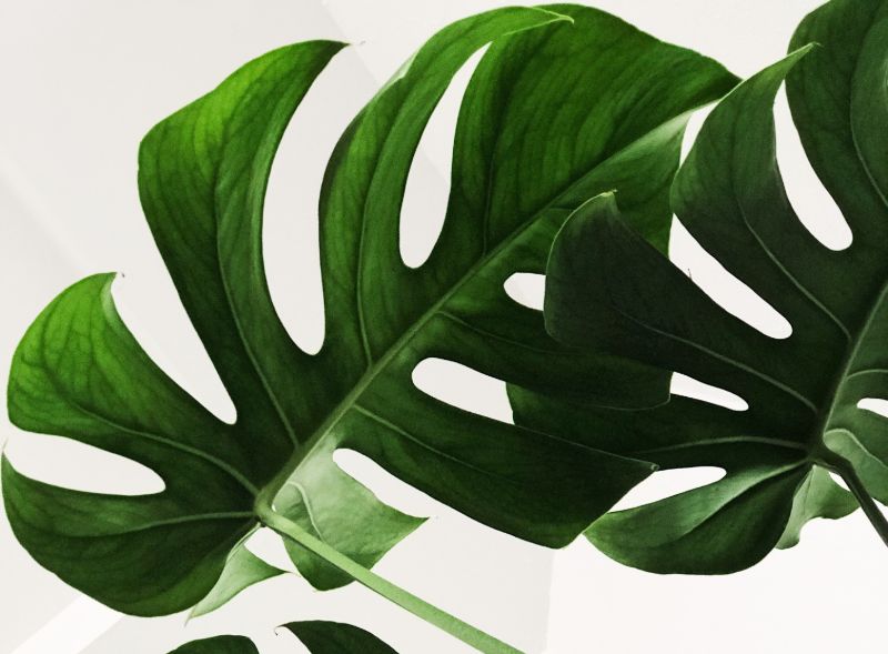 monstera deliciosa