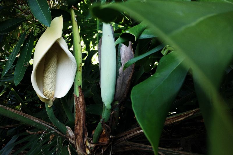 monstera flower