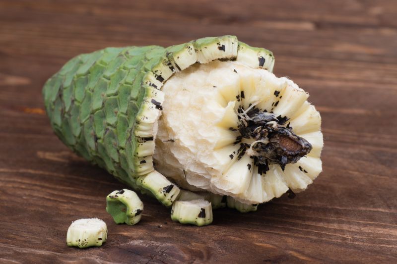 monstera fruit