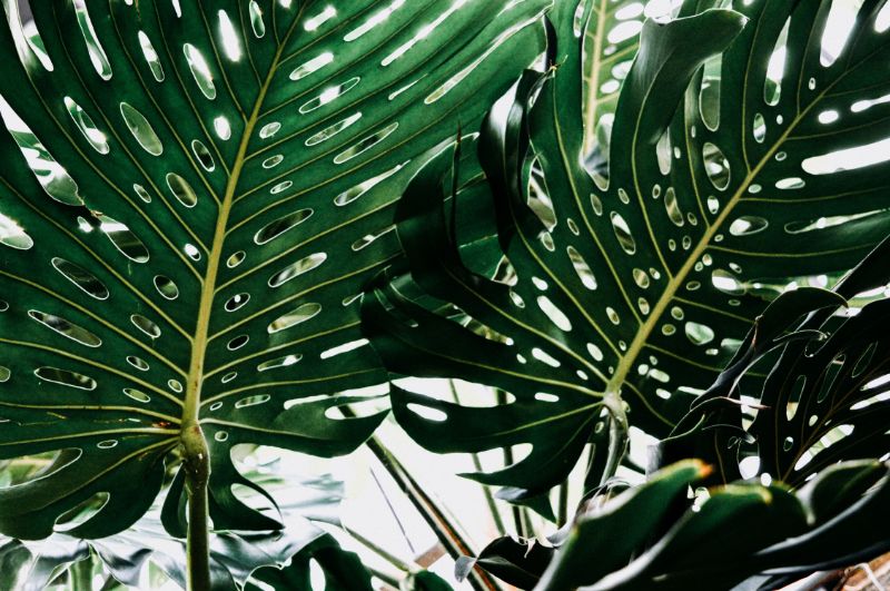 large monstera plant